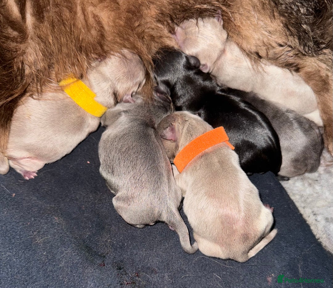 Chihuahua dogs for stud: Kc registered blue smooth coat for stud in South Shields - Advert 5