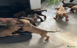 Mixed Breed dogs for sale: 10 beautiful bullweiller puppy’s  - Image 4
