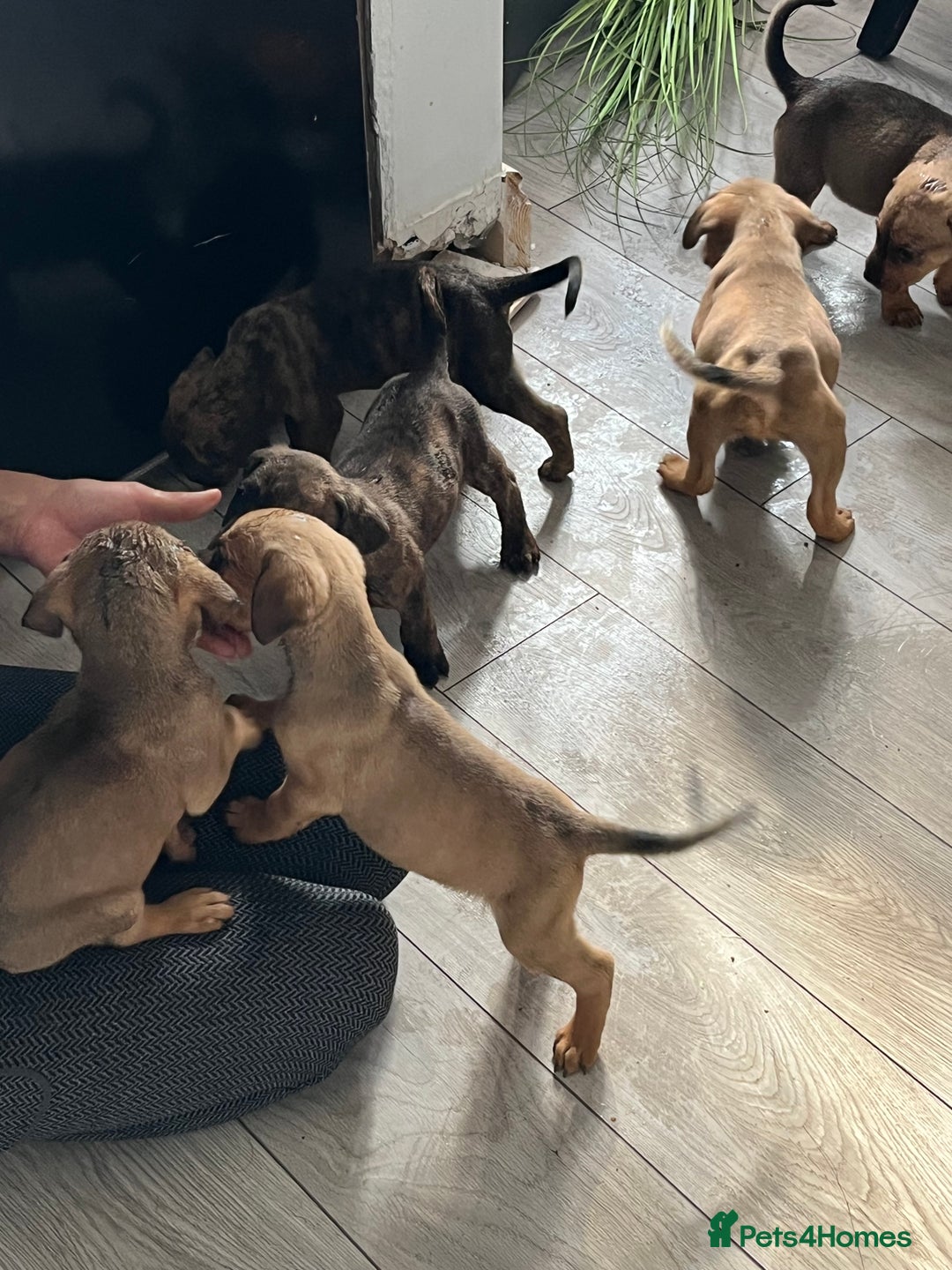Mixed Breed dogs for sale: 10 beautiful bullweiller puppy’s  - Image 4