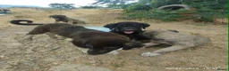 Mixed Breed dogs for adoption: Masiey 4,5 months Macedonian rescue pups - Advert 6