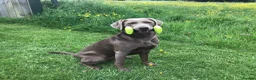 Labrador Retriever dogs for sale: Working Labrador Puppies in Warwick - Advert 8