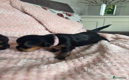 Yorkshire Terrier dogs for sale: Miniature Yorkshire Terrier Puppies  - Image 28