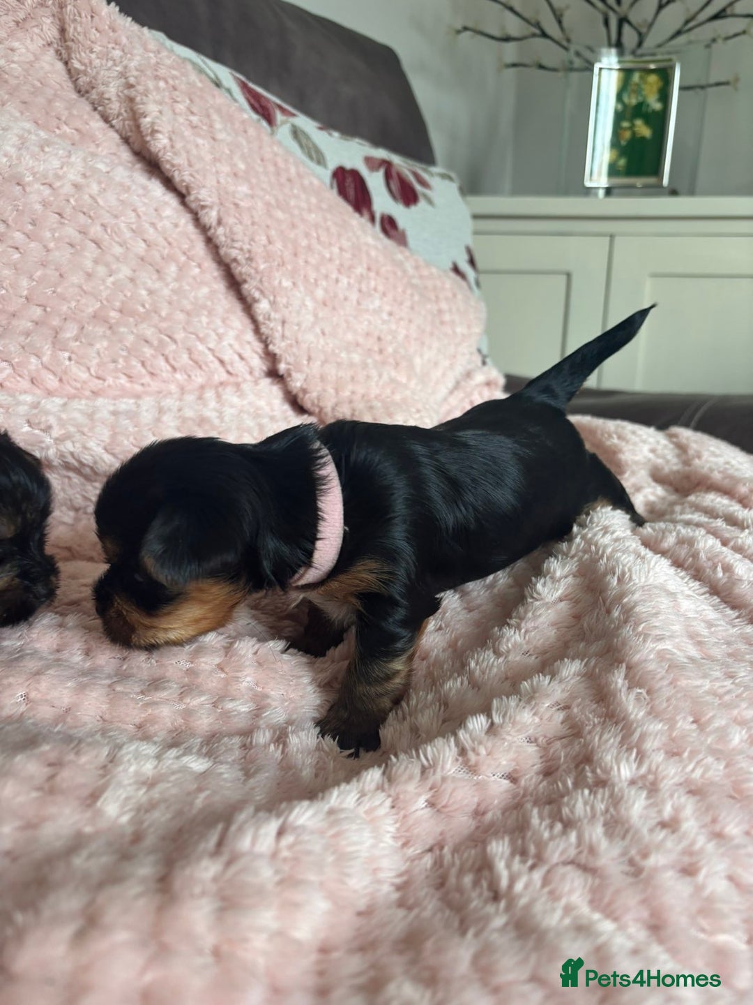 Yorkshire Terrier dogs for sale: Miniature Yorkshire Terrier Puppies  - Image 28