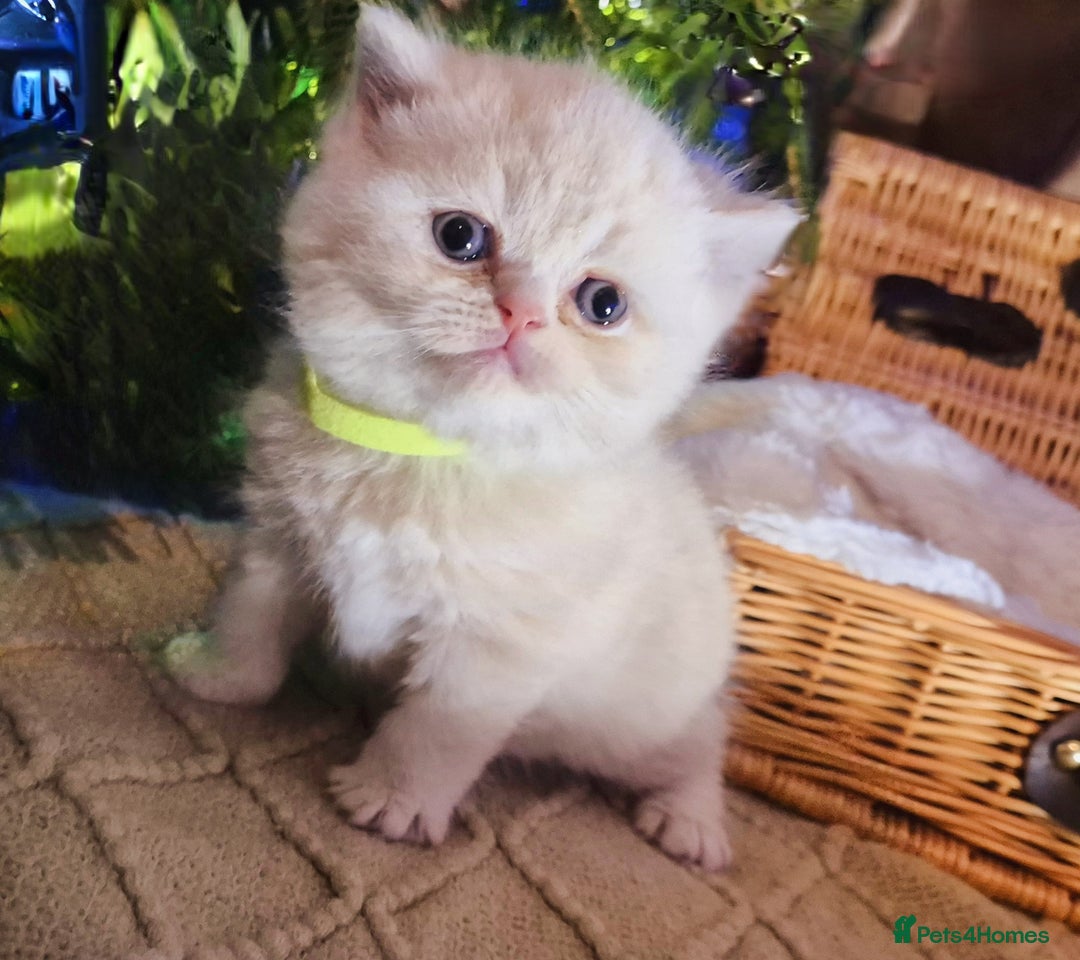 Mixed Breed cats for sale: Persian x british short hair - Advert 20