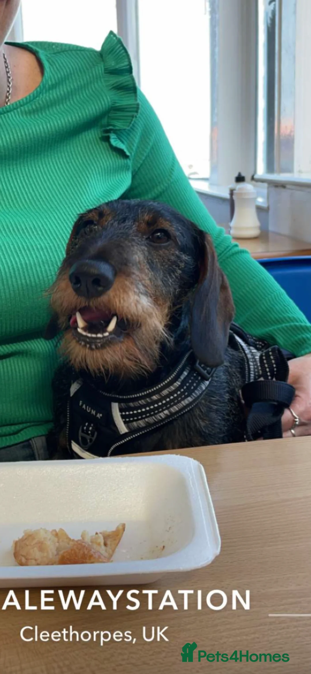 Dachshund dogs for stud: Proven kC Wire haired dachshund teckel stud in Doncaster - Advert 2