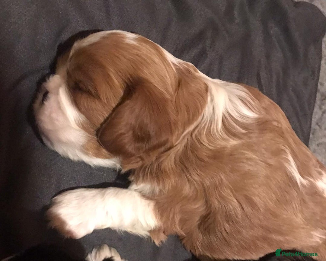 Cavalier King Charles Spaniel dogs for sale: King Charles cavalier  - Advert 5