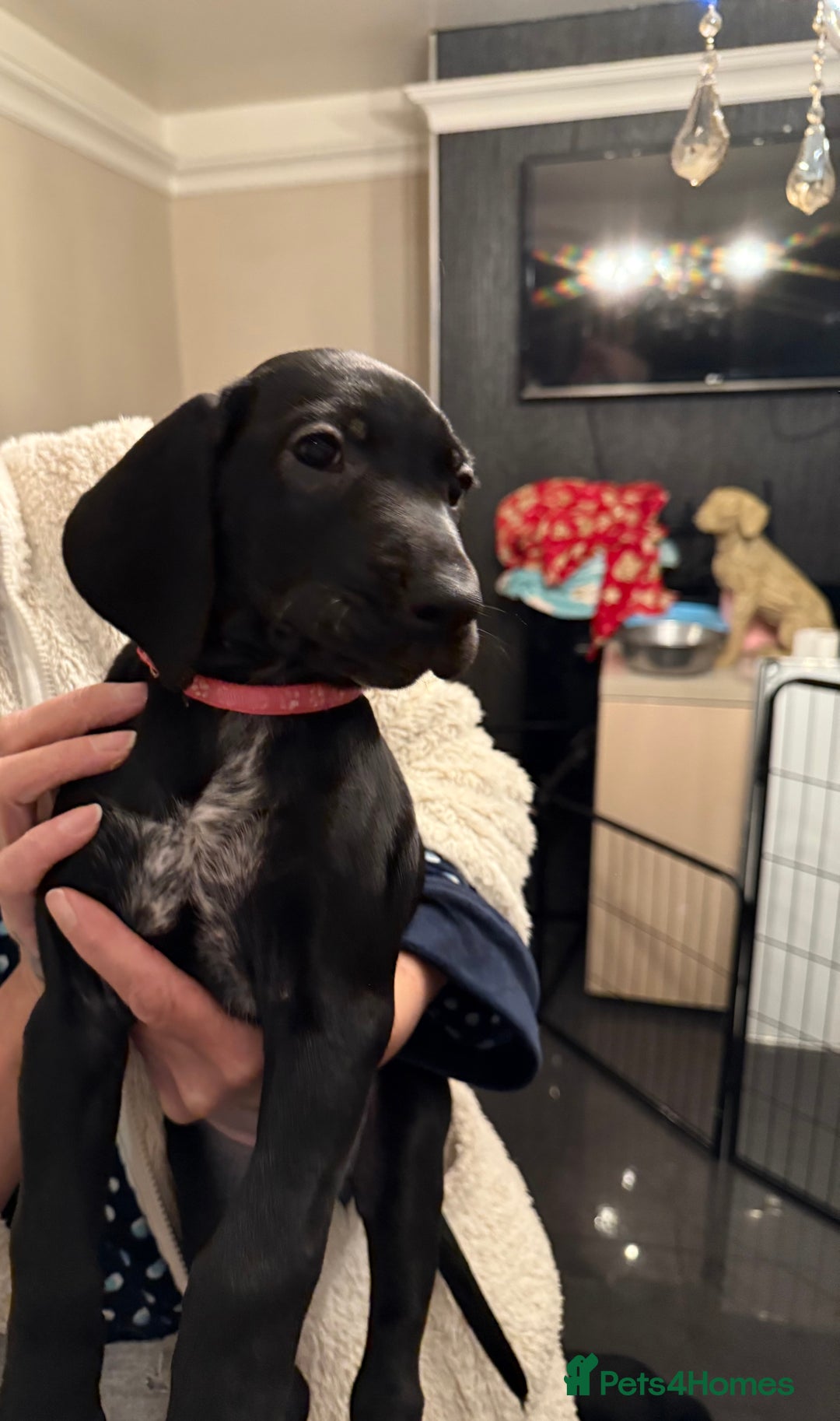 Mixed Breed dogs for sale: Well reared Quality puppies - Advert 35