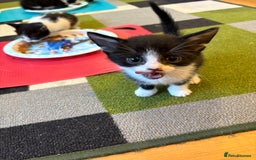Domestic Shorthair cats for sale: Domestic short hair kittens  - Image 4