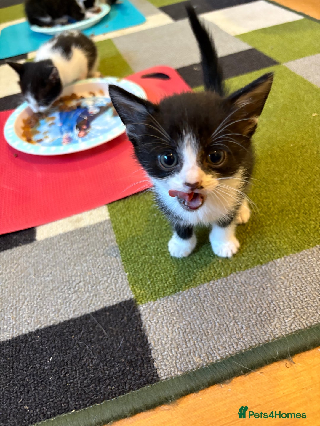 Domestic Shorthair cats for sale: Domestic short hair kittens  - Image 4