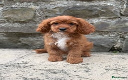 Cavapoo dogs for sale: Ruby Red Cavapoo pups  - Image 1
