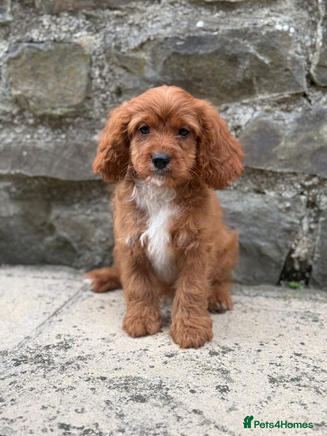 Cavapoo dogs for sale: Ruby Red Cavapoo pups  - Image 1