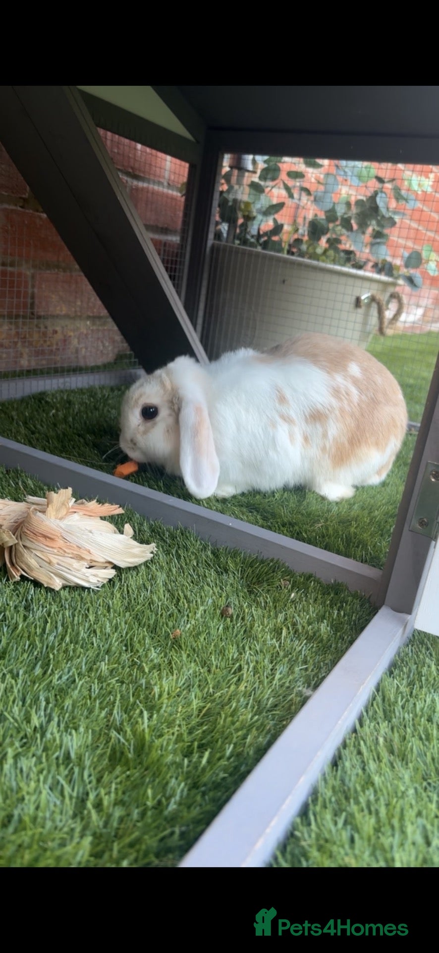 Mini Lop rabbits White & Brown Mini Lop (Female) - Advert 1