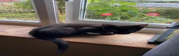 Mixed Breed cats for sale: Last little black boy  - Advert 3