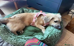 Mixed Breed dogs for adoption: Meet Bambi, currently residing in Bristol - Image 3