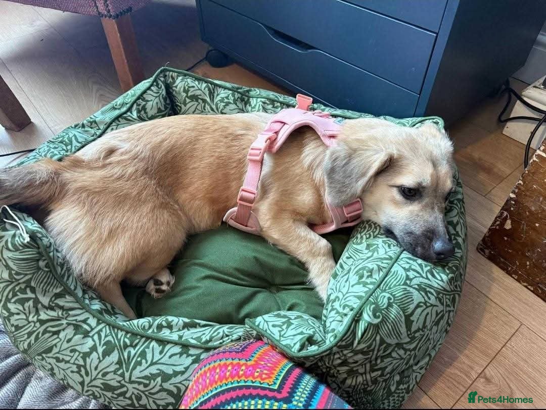 Mixed Breed dogs for adoption: Meet Bambi, currently residing in Bristol - Image 3