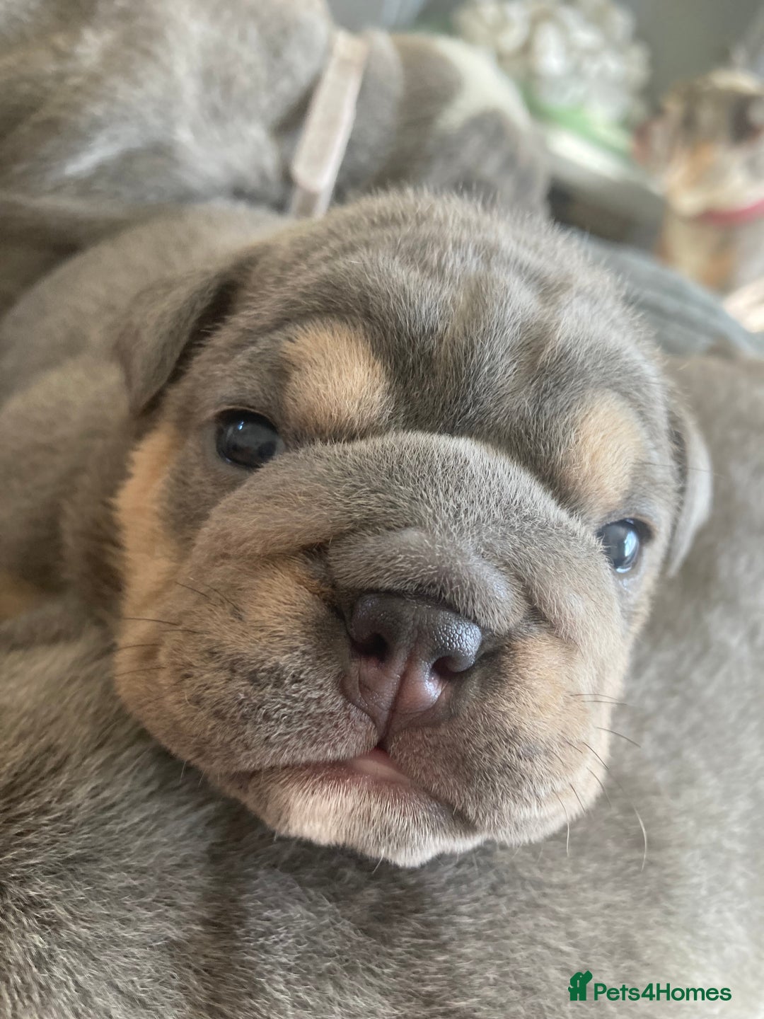 English Bulldog dogs for sale: New English bull dogs  - Image 6