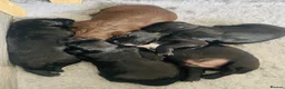 Sprocker dogs for sale: Beautiful Sprocker Puppies - Advert 8