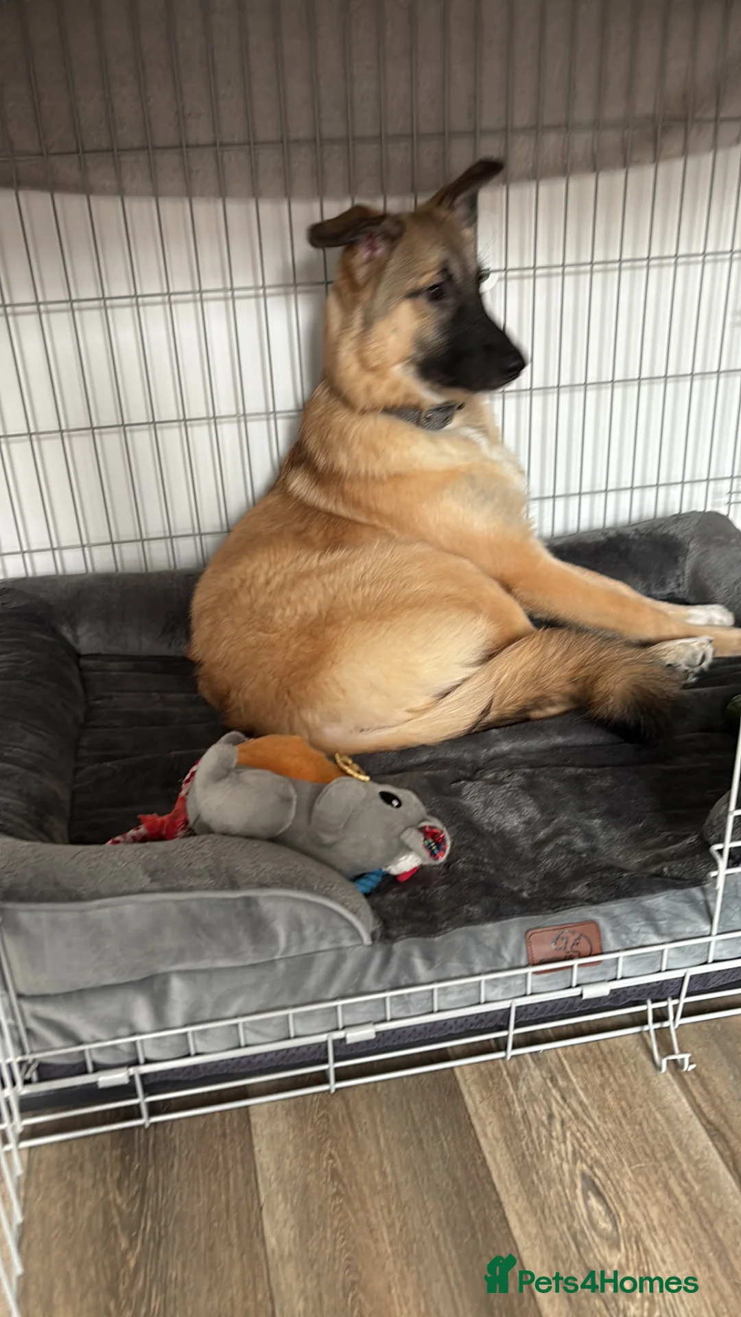 Mixed Breed dogs for sale: turkish kengal x german shepherd  - Advert 4