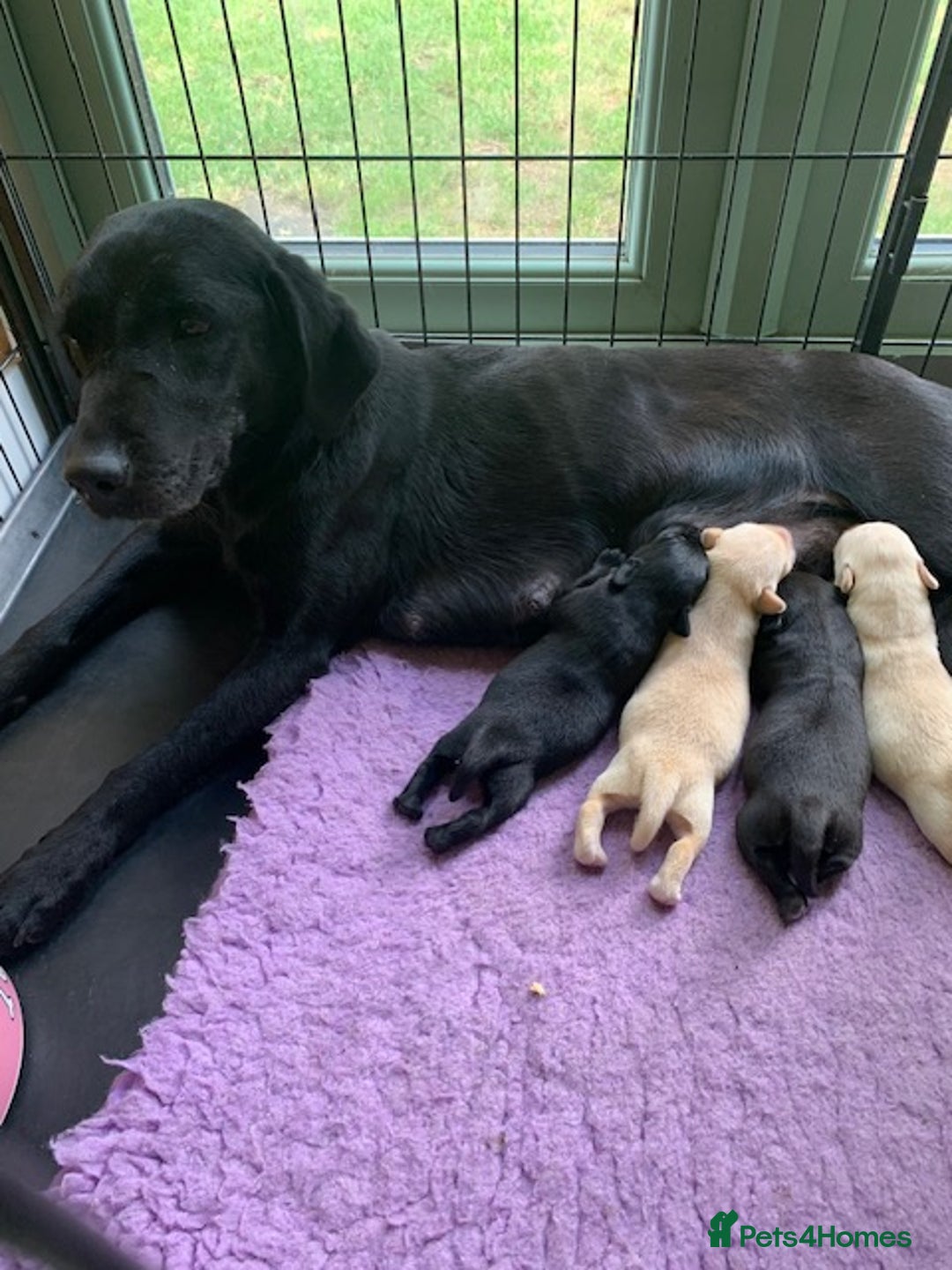 Labrador Retriever dogs for sale: Beautiful Quality Pedigree Labrador Puppies - Image 7