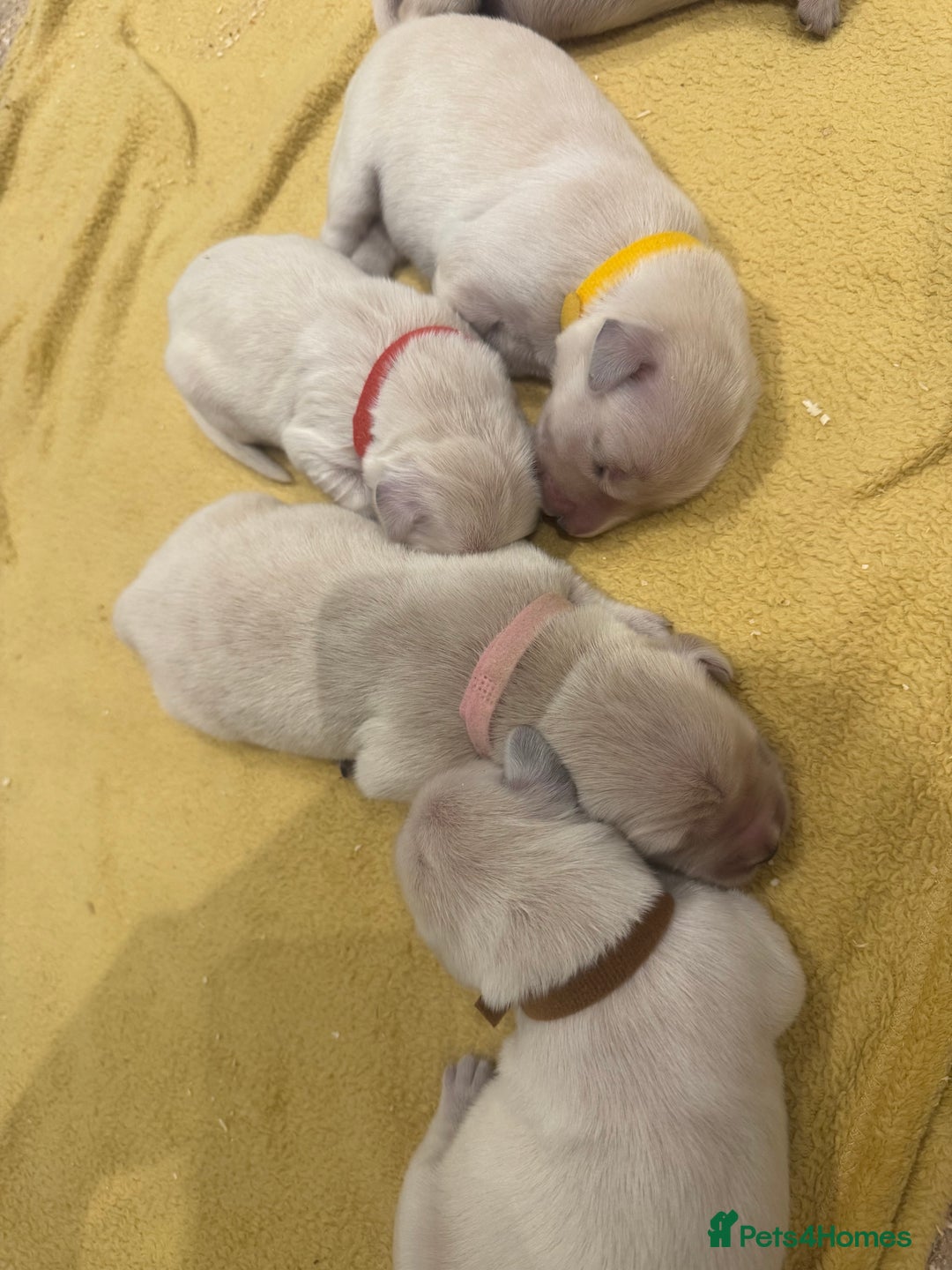 Golden Retriever dogs for sale: 7 beautiful Golden Retriever puppies  - Image 11
