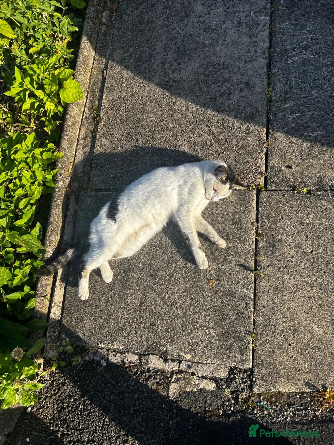 Domestic Shorthair cats for sale: Free Female cat homeless - Advert 4