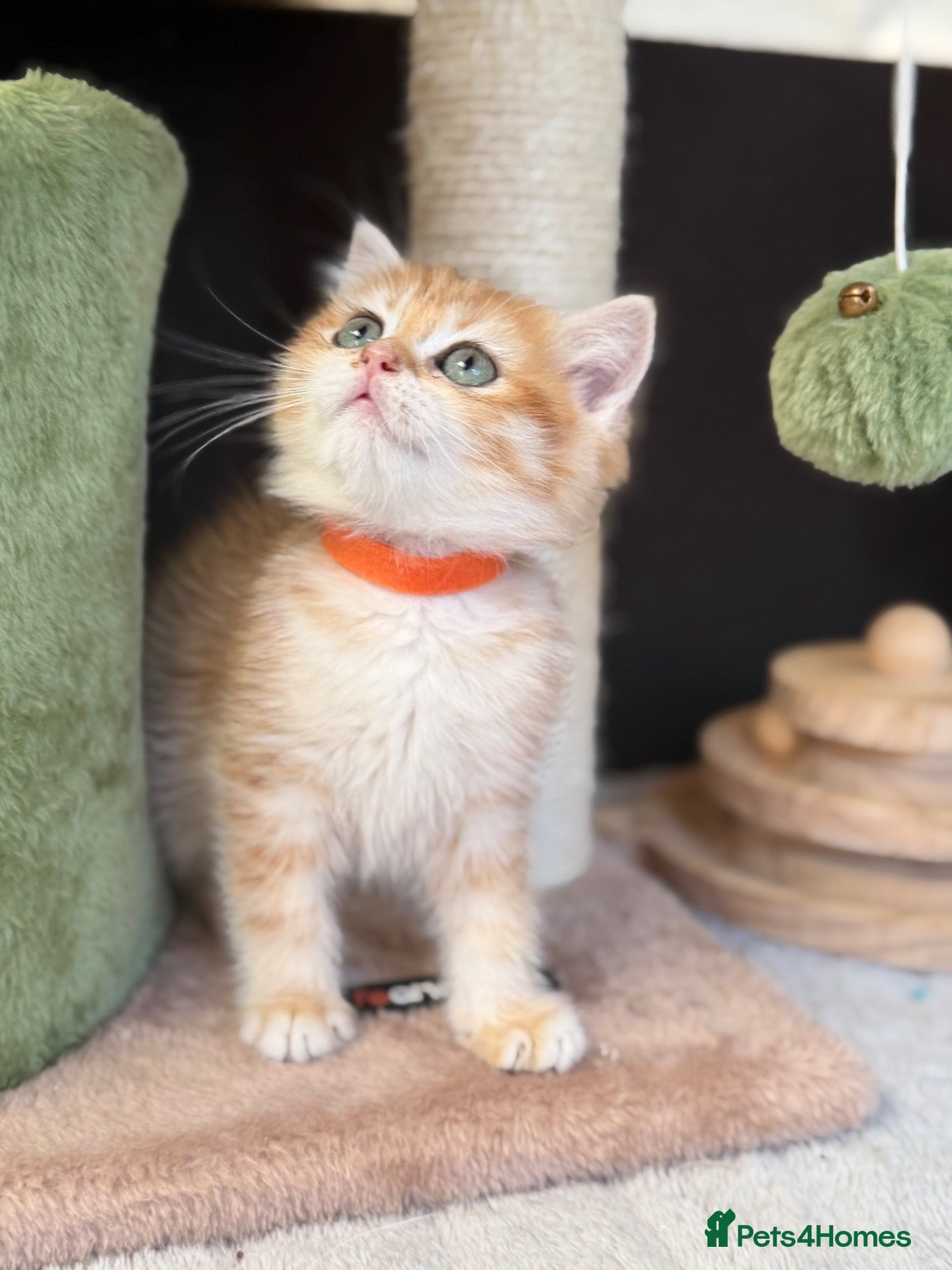 British Shorthair cats Beautiful British Sh golden kittens TICA - Advert 3