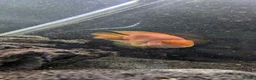 Other/Mixed Breed fish for sale: Mixture of fish for sale - Advert 6