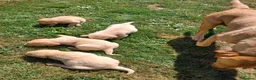 Labrador Retriever dogs for sale: Fox red Labrador puppies  in Crieff - Advert 10