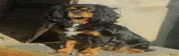 Cavapoo dogs for sale: Cavapoo F1 vet checked home raised pups in Goole - Advert 3
