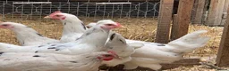 Chickens poultry for sale: Leghorn cross Araucana Blue Egg Layers For Sale - Advert 3