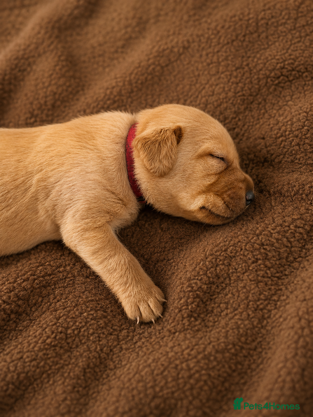 Labrador Retriever dogs Red/ Dark yellow Labrador retriever Puppies  - Advert 2