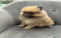 Pomeranian dogs for sale: Pomeranian puppies - Advert 20