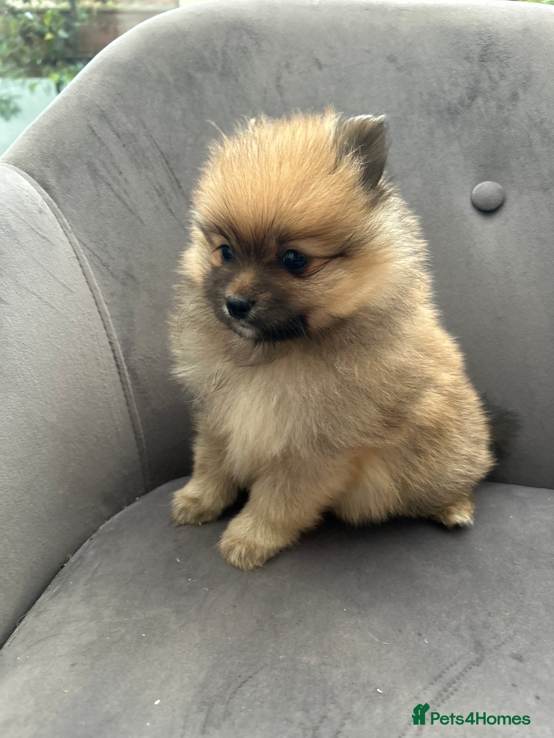 Pomeranian dogs for sale: Pomeranian puppies - Advert 20