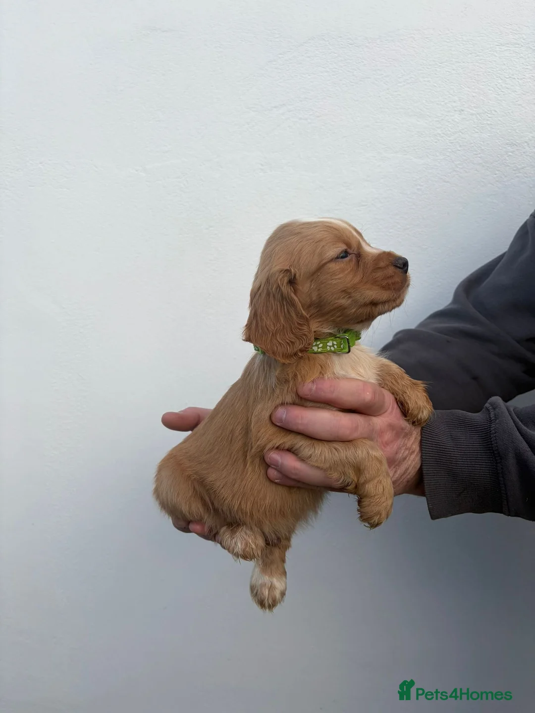 Cocker Spaniel dogs for sale: Cocker spaniels - Advert 14