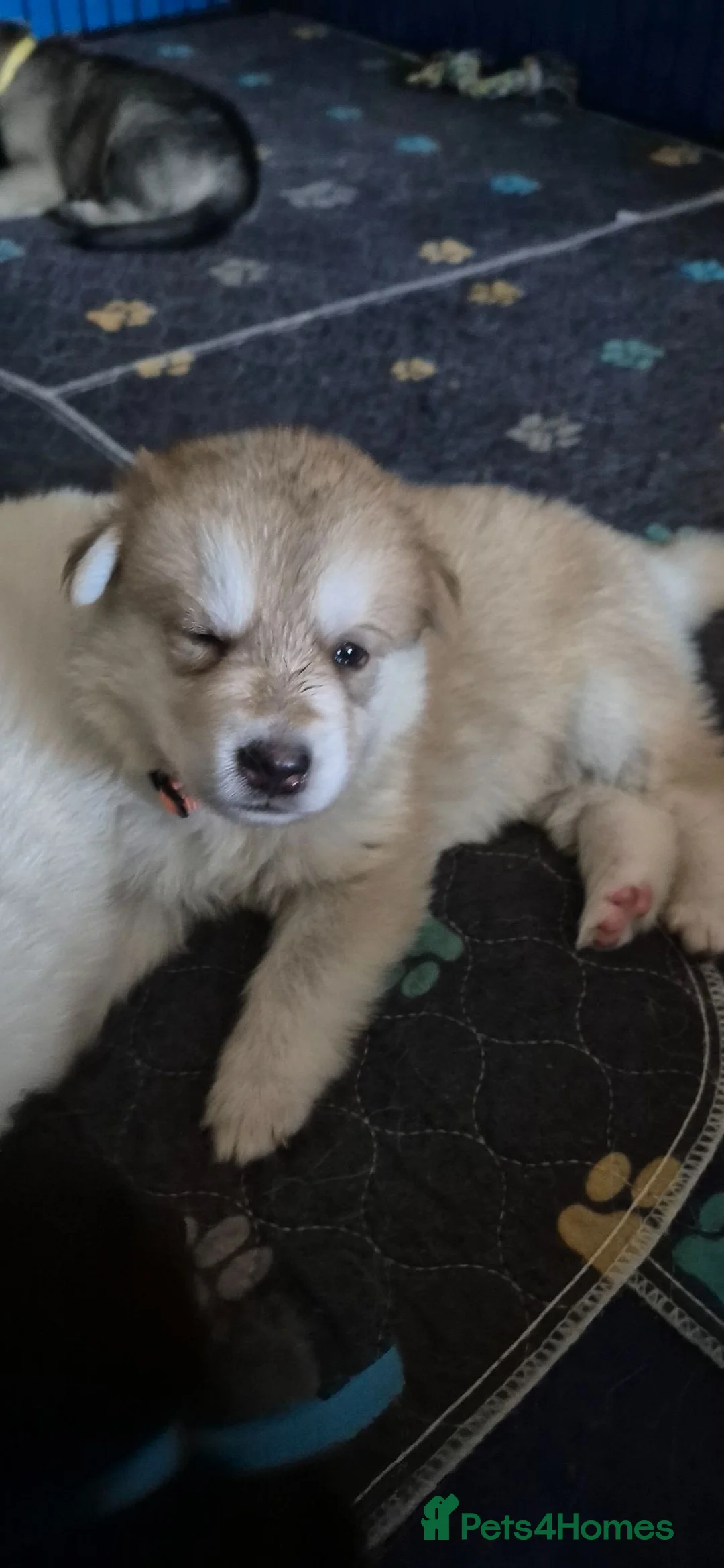 Mixed Breed dogs for sale: Pups  mum gsdx Alaskan malamute Dad is full gsd  - Advert 2
