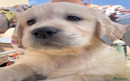 Golden Retriever dogs for sale: Fyffrind Meadow (Miss Purple)  - KC Reg. Goldies from a 5 Star Registered Breeder  - Image 29