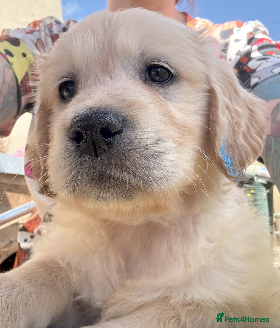 Golden Retriever dogs for sale: Fyffrind Meadow (Miss Purple)  - KC Reg. Goldies from a 5 Star Registered Breeder  - Image 29