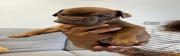 English Bulldog dogs for sale: English bulldogs !REDUCED PRICE! - Advert 19