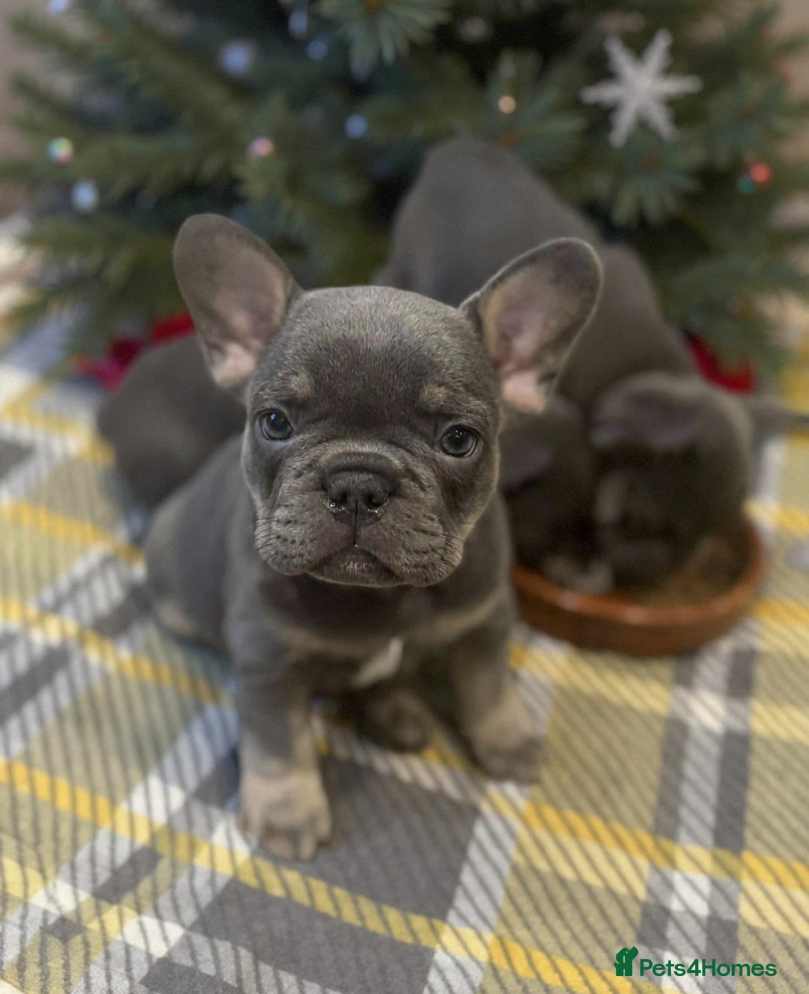 French Bulldog dogs French Bulldog Puppies - Advert 14