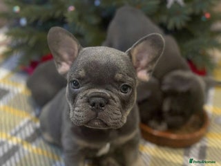 French Bulldog dogs French Bulldog Puppies - Advert 17