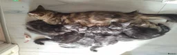 Maine Coon cats for sale: Maine Coon kittens in Bridgwater - Advert 3