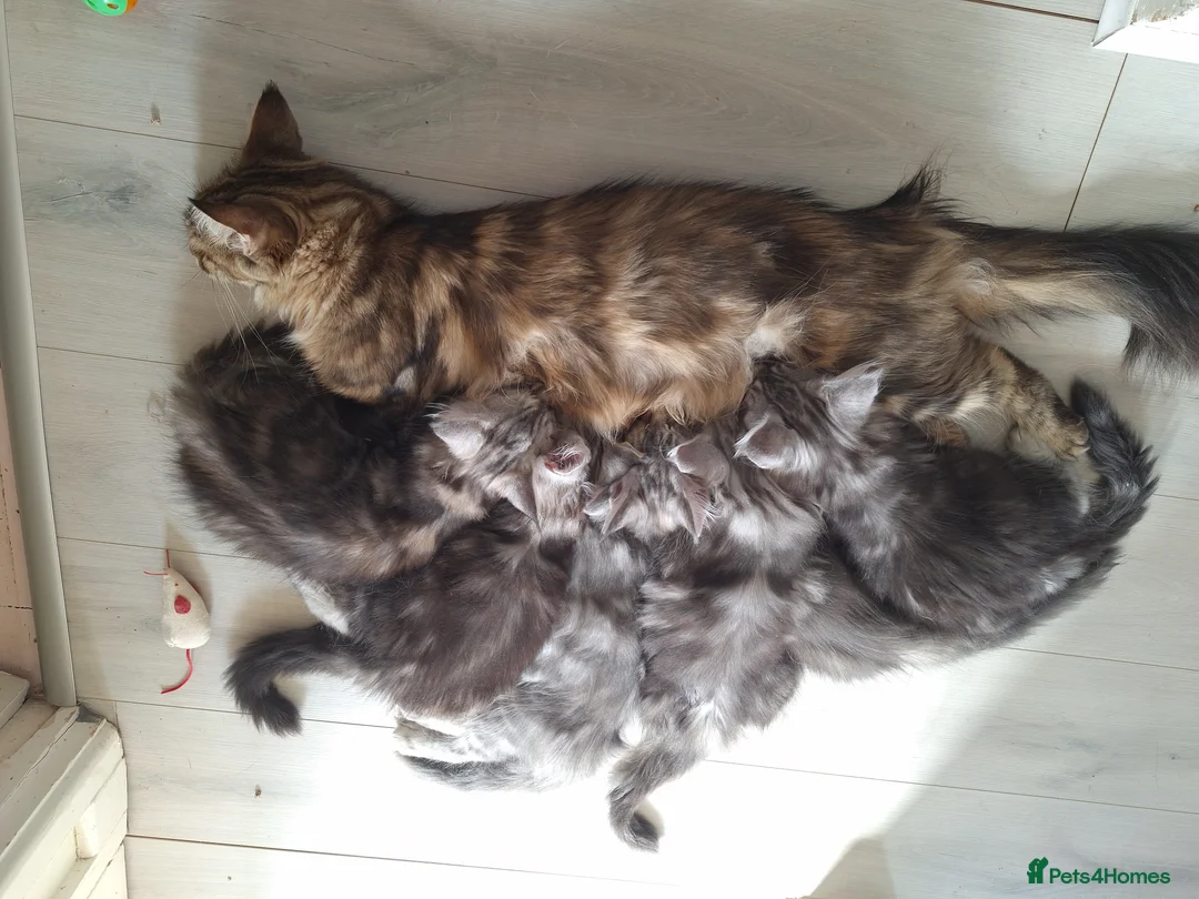 Maine Coon cats for sale: Maine Coon kittens in Bridgwater - Advert 3