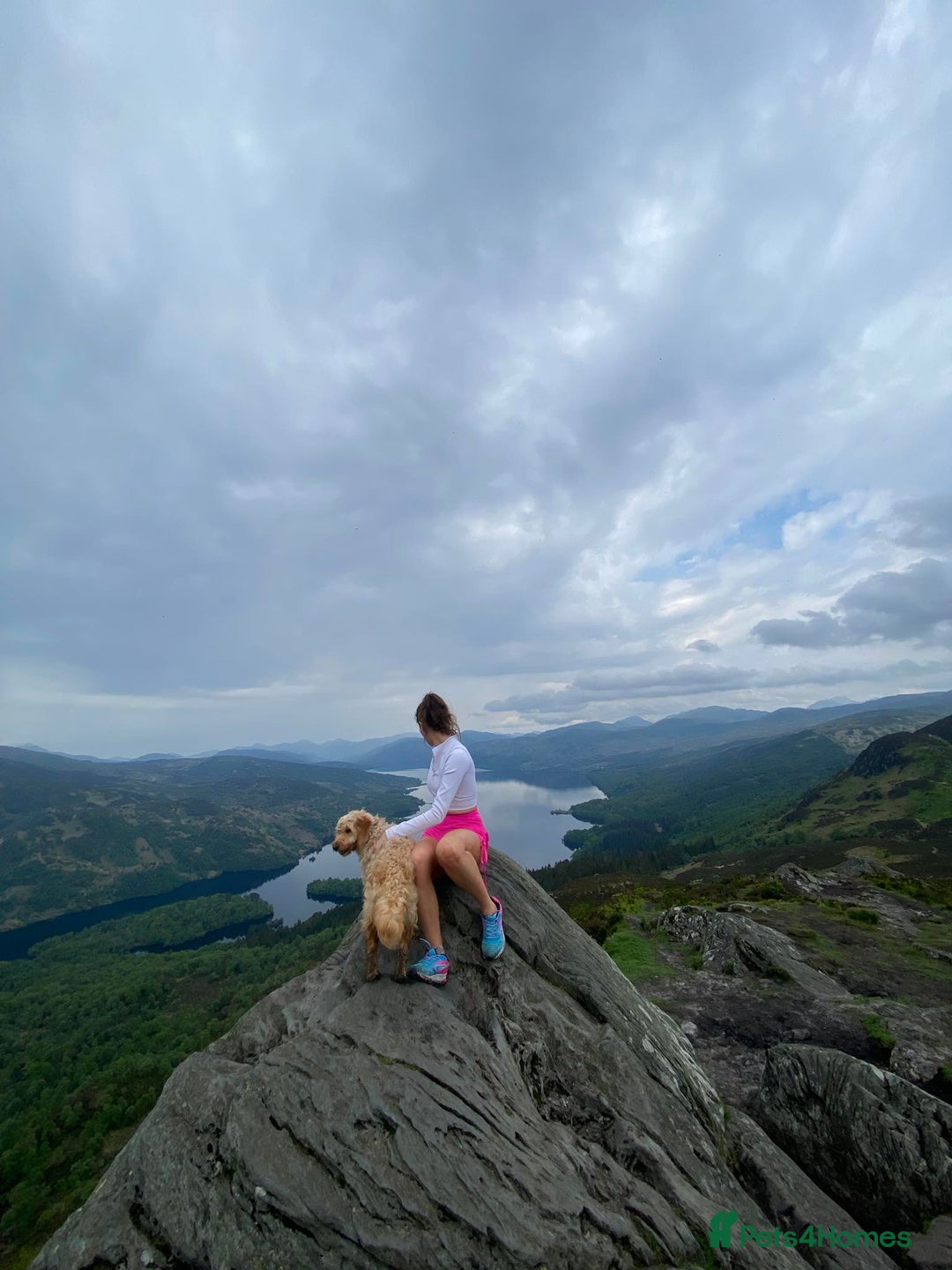 Mini Goldendoodle dogs for sale: 2 Mini Goldendoodle girls - Advert 5