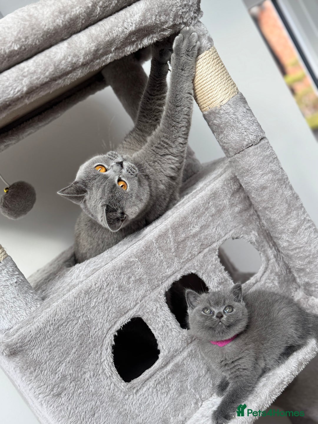 British Shorthair cats for sale: GCCF Registered British Shorthair kittens  - Image 12