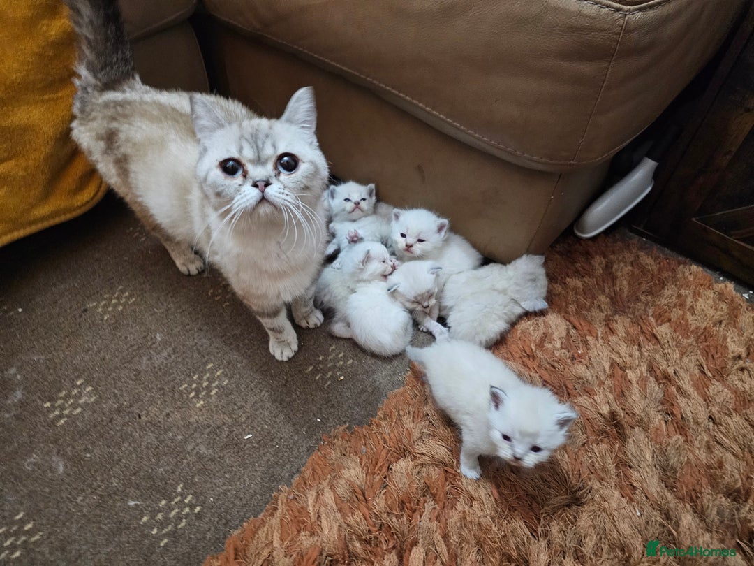British Shorthair cats for sale: British short hair kittens available  - Image 3