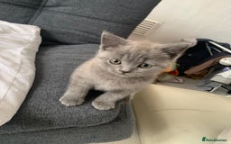 British Shorthair cats for sale: ONLY ONE FEMALE BRITISH SHORTHAIR LEFT - Image 18