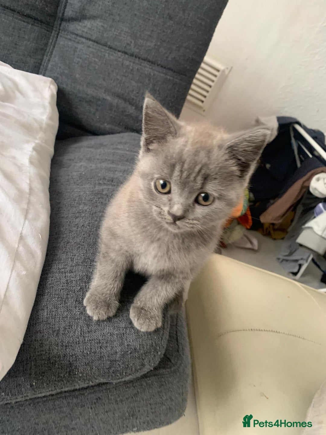 British Shorthair cats for sale: ONLY ONE FEMALE BRITISH SHORTHAIR LEFT - Image 18