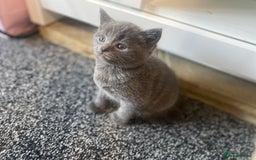 Mixed Breed cats for sale: 5 beautiful kittens  - Image 6