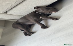 Staffordshire Bull Terrier dogs for sale: Blue brindle staffy - Image 7