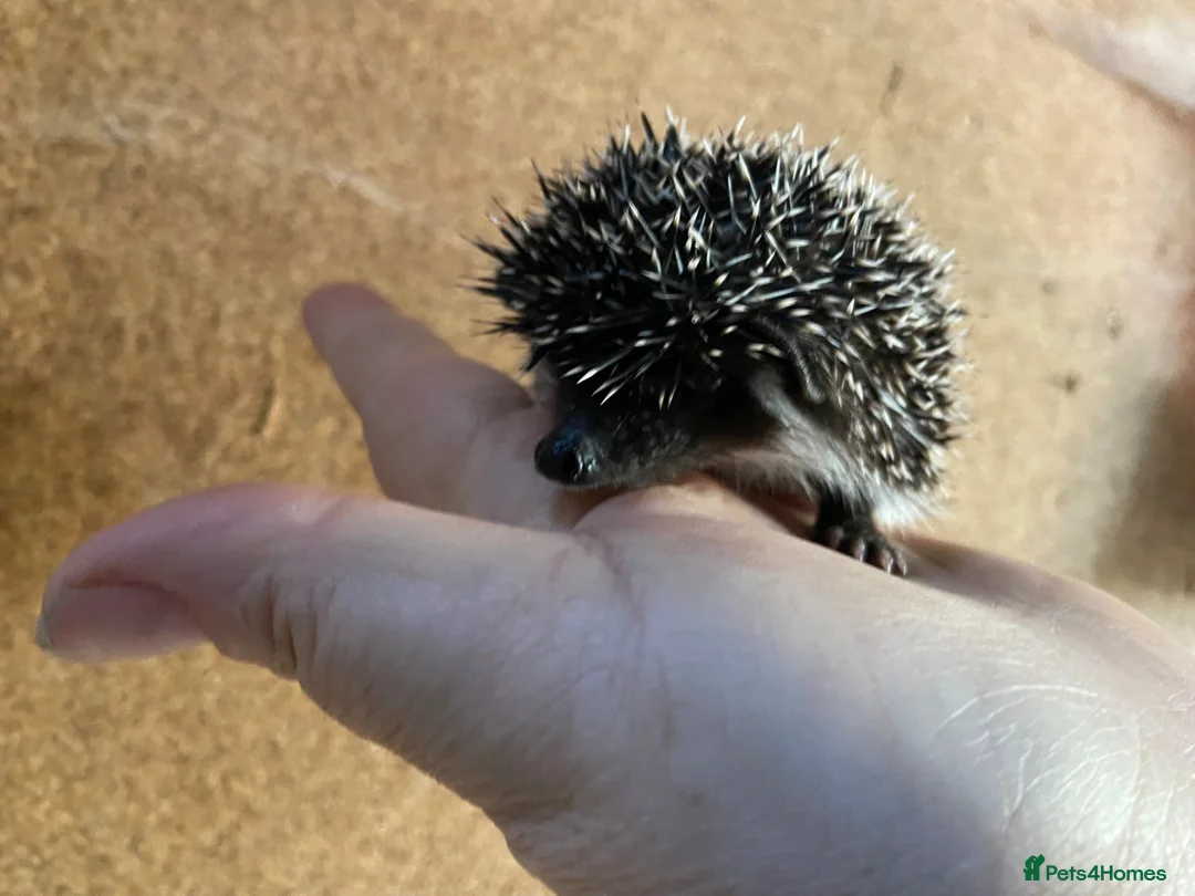 Pygmy Hedgehog rodents for sale: African Pygmy hedgehogs  - Advert 11